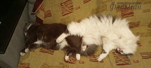 IMG_20250208_013504_046